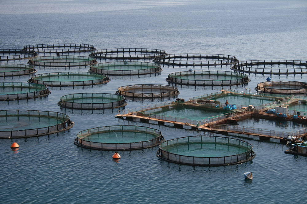 Aquakultur